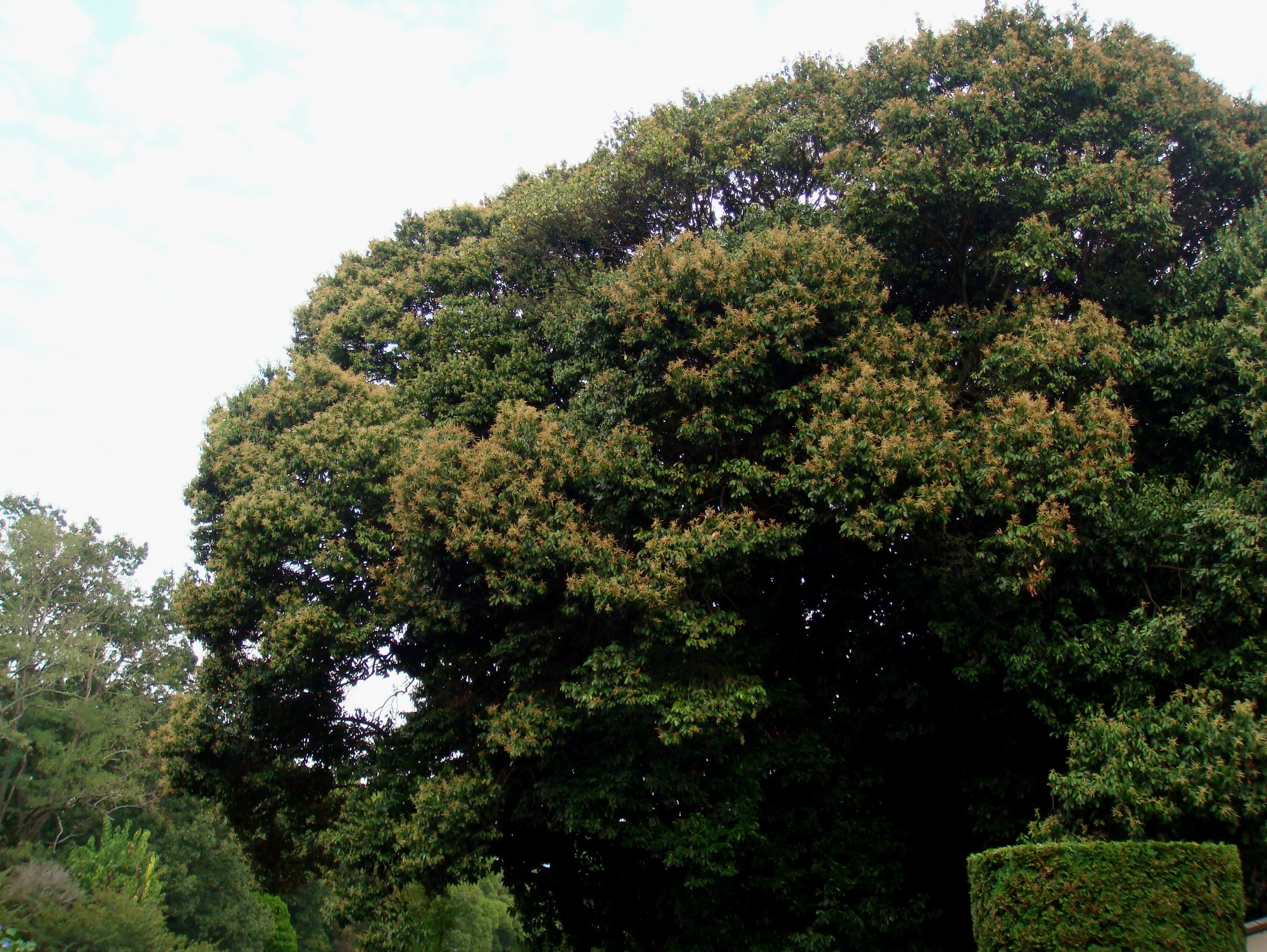 Lithocarpus glaber (Thunberg) Nakai